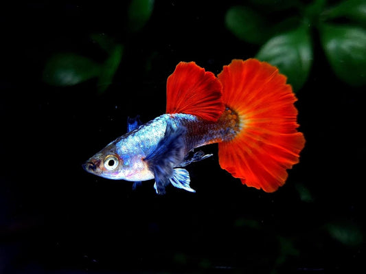 Platinum Redtail Dumbo Ear Guppy