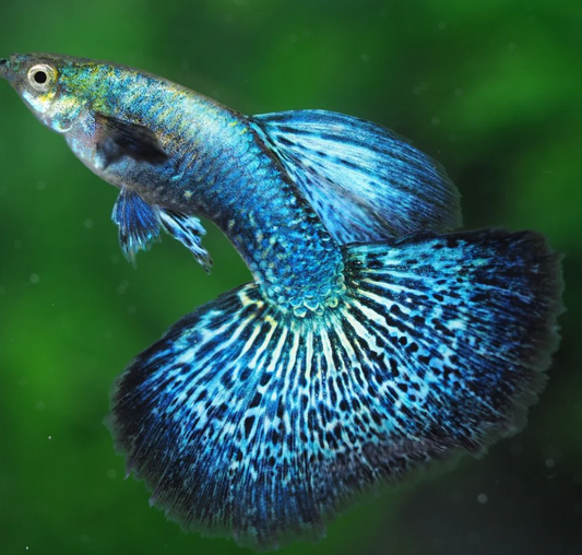 Blue Dragon Guppy