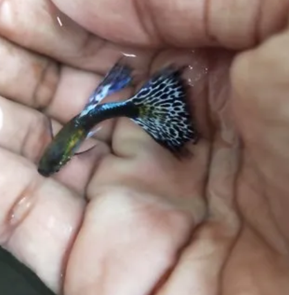 Blue Dragon Guppy