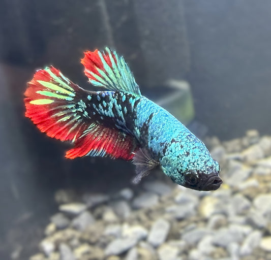 Avatar Plakat Female Betta - F007