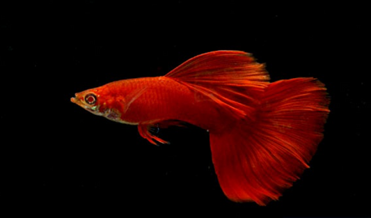 Albino Full Red Guppy(out of stock)