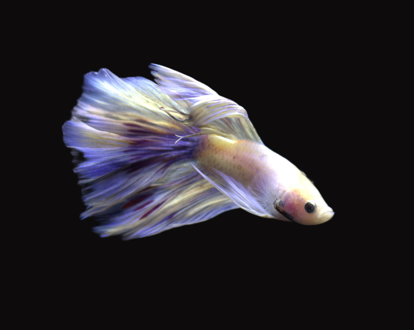 Halfmoon Rose Tail Male Betta - M001