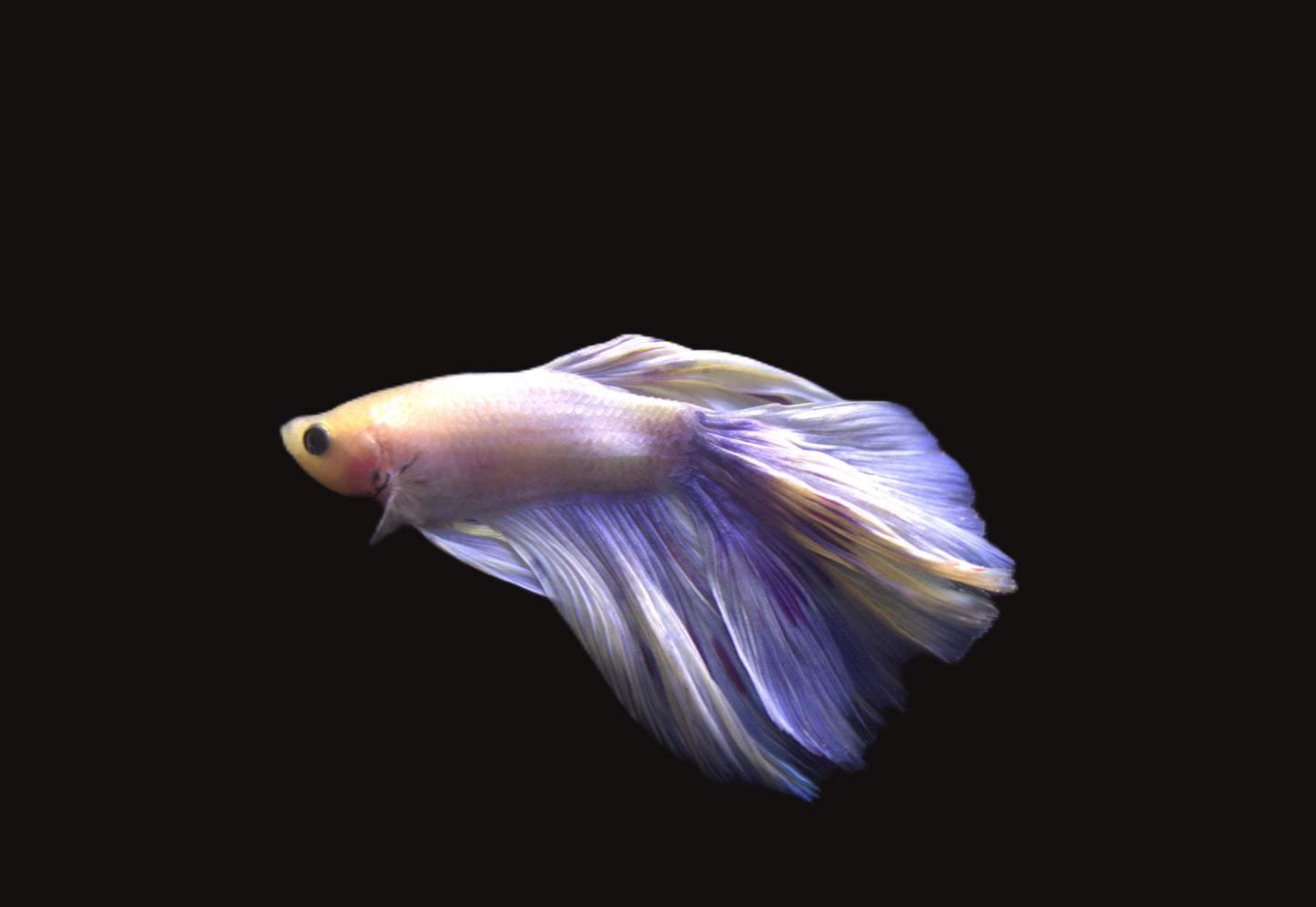 Halfmoon Rose Tail Male Betta - M001