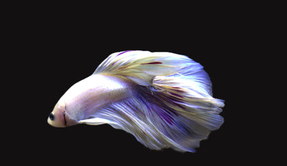 Halfmoon Rose Tail Male Betta - M001