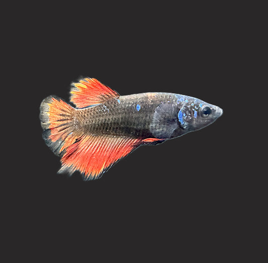 Avatar Plakat Male Betta - M003