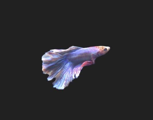 Bi-Color Halfmoon Male Betta - M005