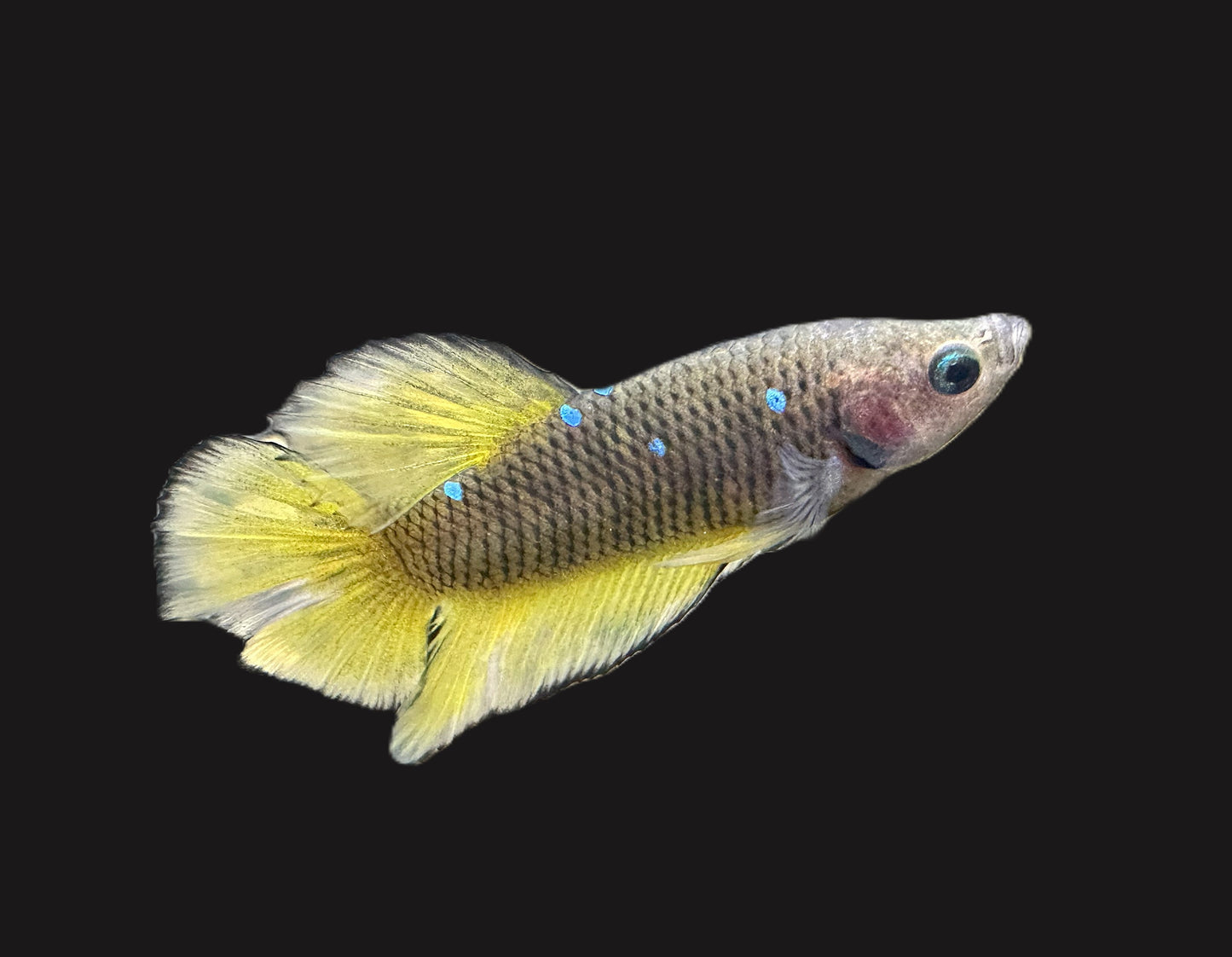 Avatar SnakeSkin Male Betta - M006