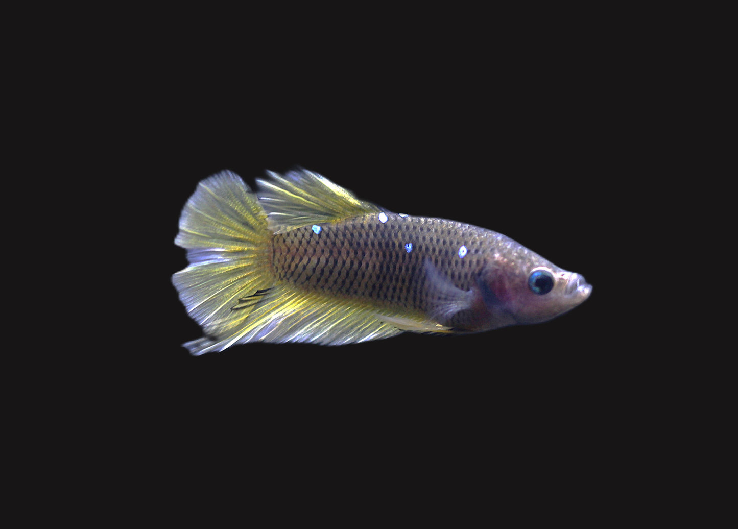 Avatar SnakeSkin Male Betta - M006