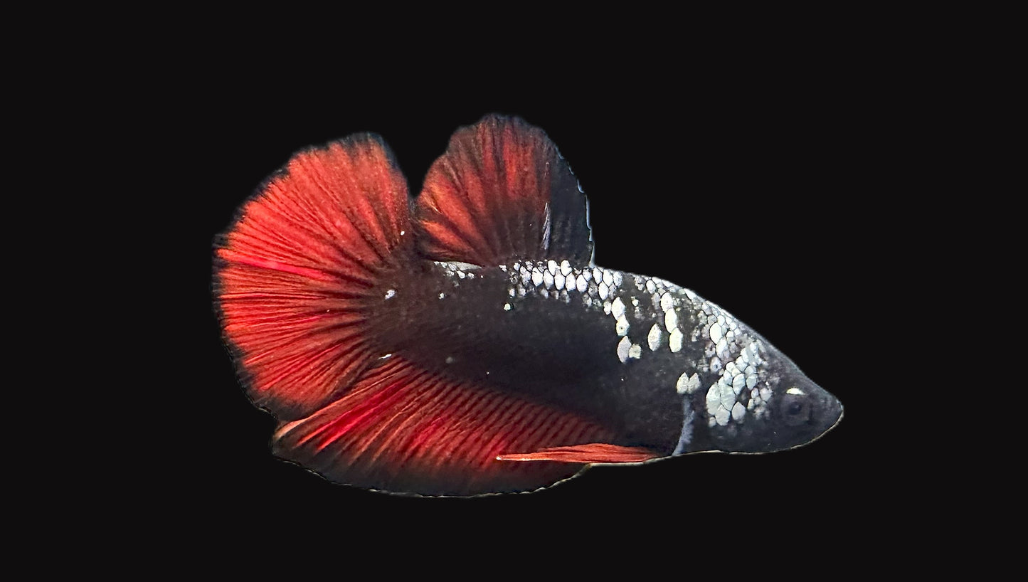 Avatar Plakat Male Betta - M008