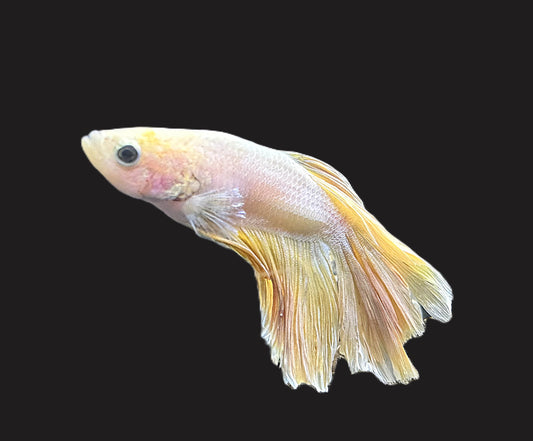 Yellow Halfmoon Male Betta - M009