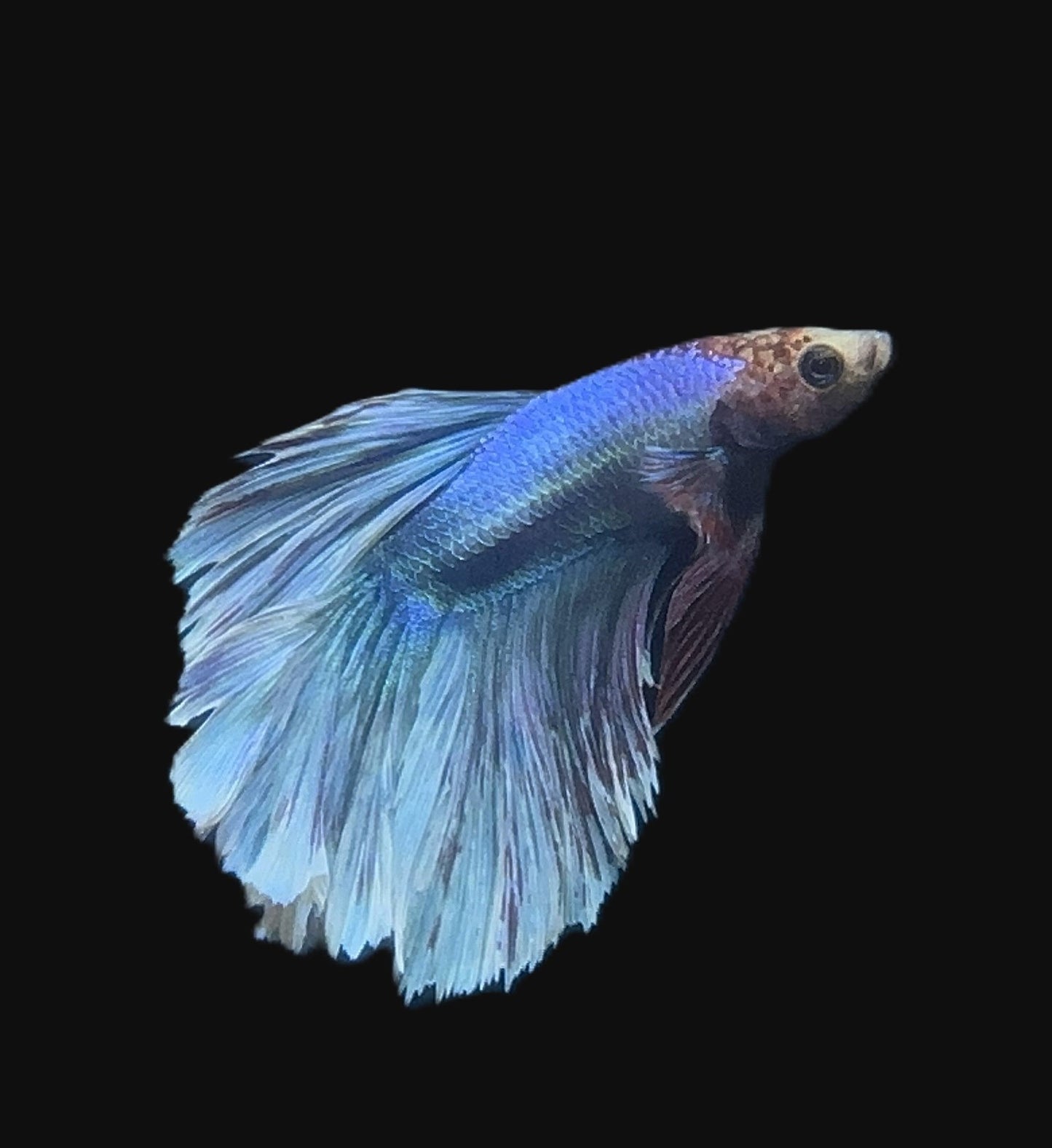 Blue Copperhead Halfmoon Male Betta - M012