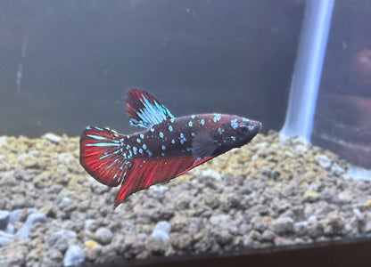 Avatar Plakat Male Betta - M013