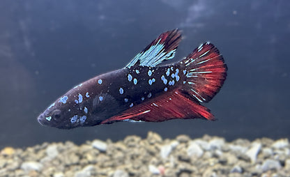 Avatar Plakat Male Betta - M013