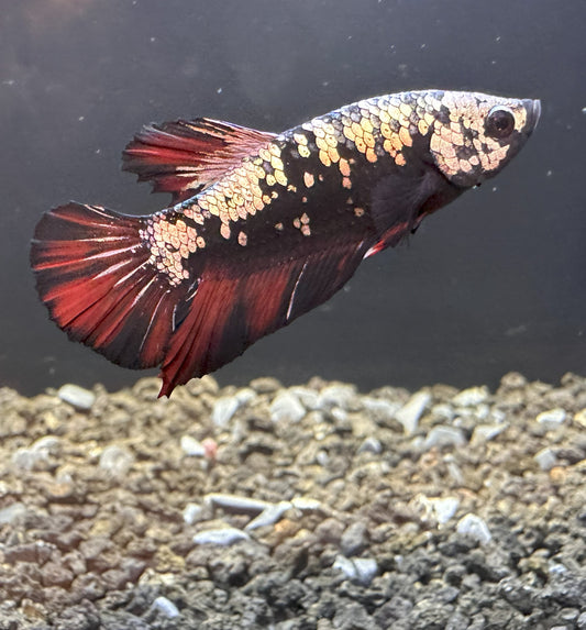 Avatar Black Steel Male Betta - M014