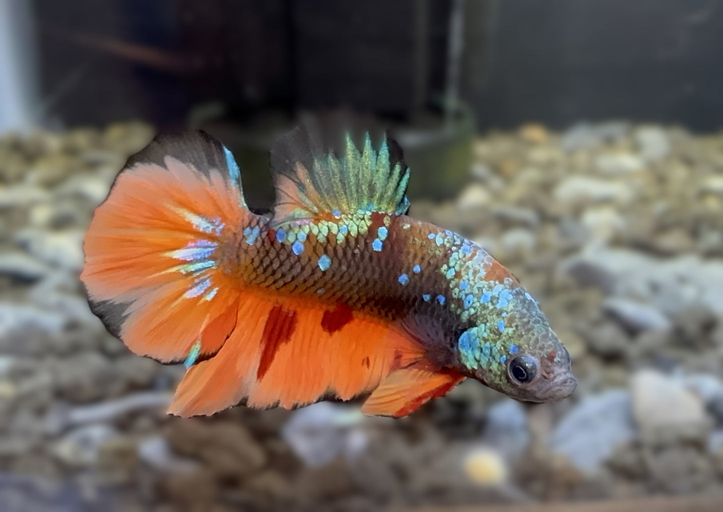 Avatar Orange Plakat Male Betta - M015