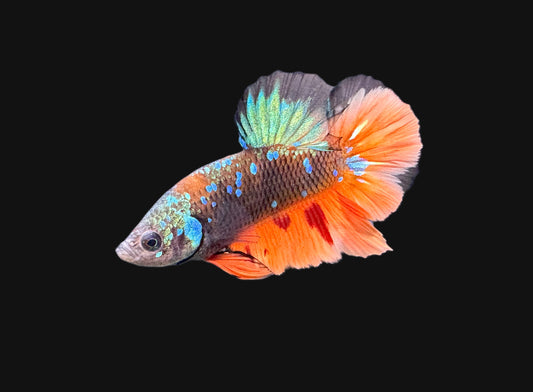 Avatar Orange Plakat Male Betta - M015