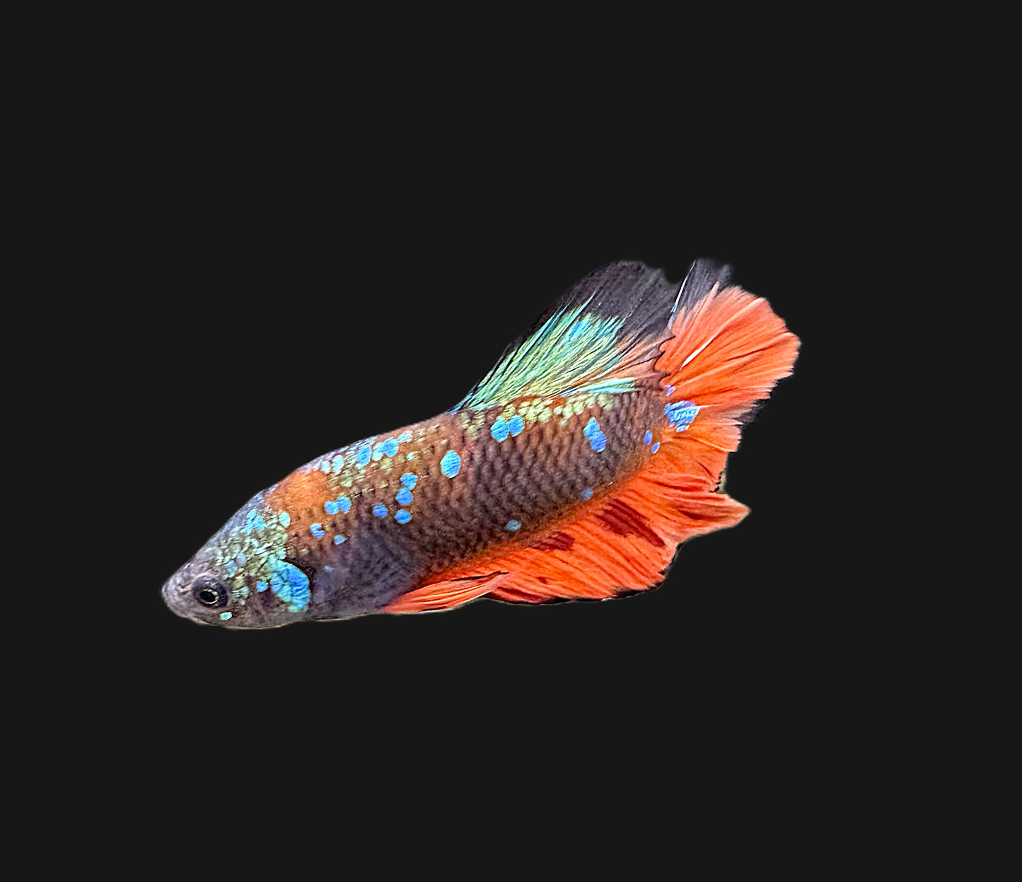 Avatar Orange Plakat Male Betta - M015