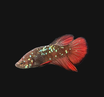 Avatar Red Plakat Male Betta - M016