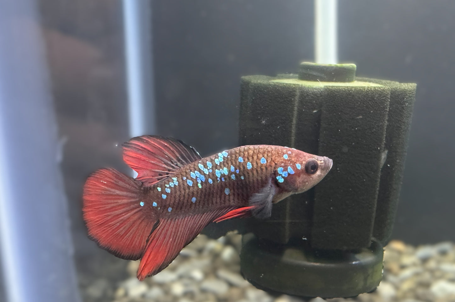 Avatar Red Plakat Male Betta - M016