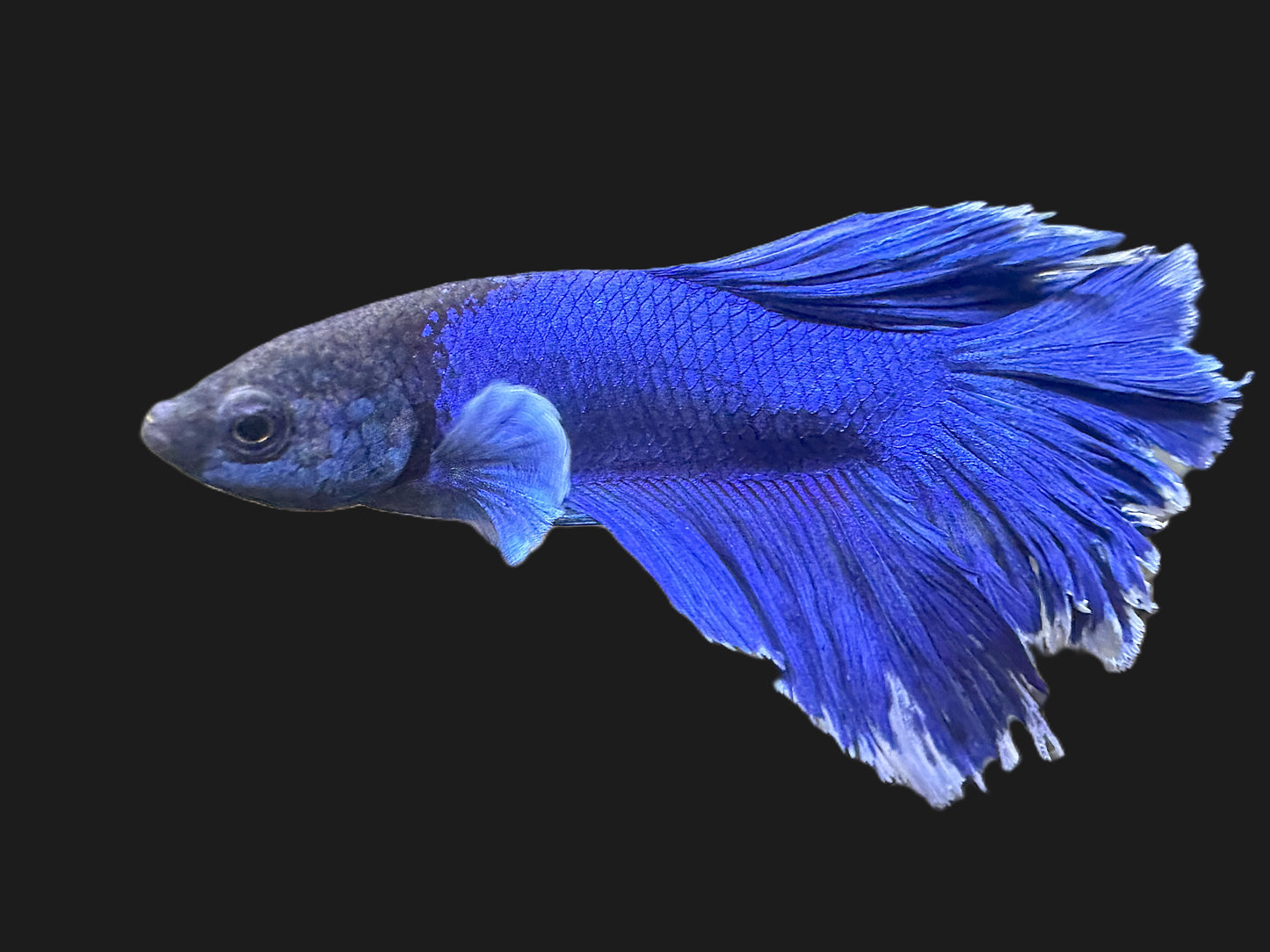 Blue Halfmoon Male Betta - M018