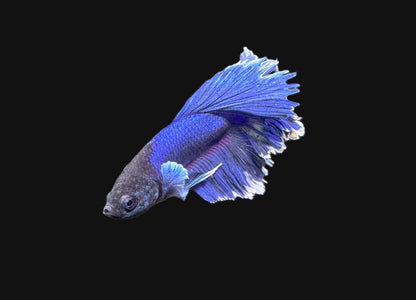 Blue Halfmoon Male Betta - M018