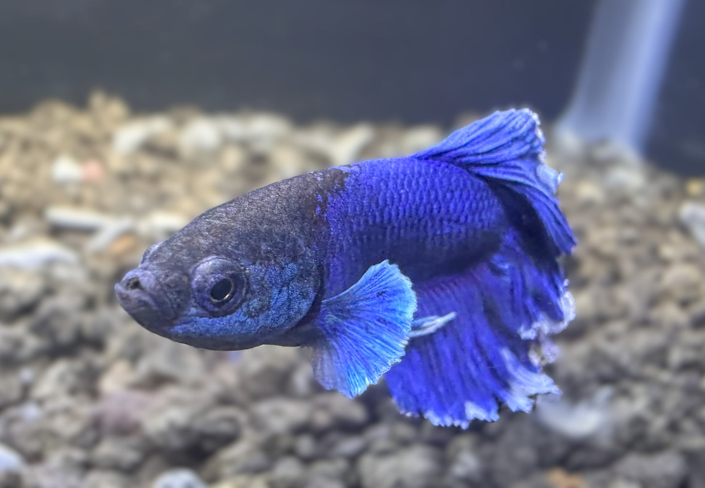 Blue Halfmoon Male Betta - M018