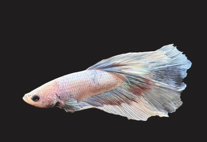 Crystal Halfmoon Male Betta - M019