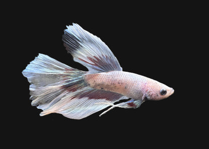 Crystal Halfmoon Male Betta - M019