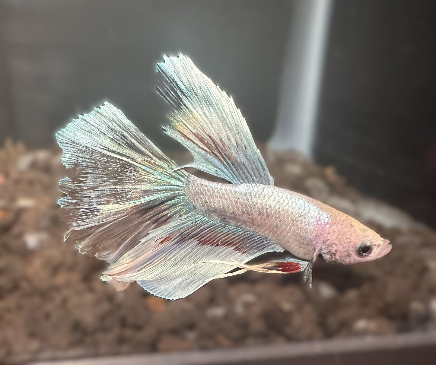 Crystal Halfmoon Male Betta - M019