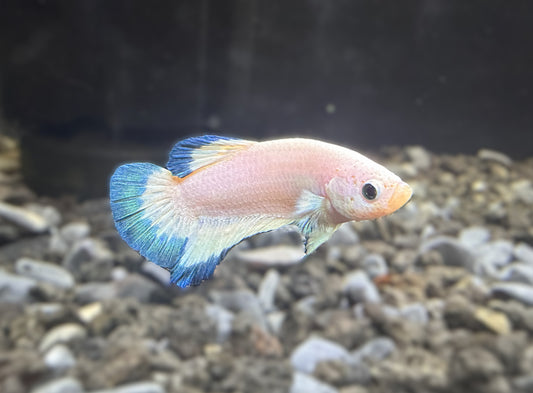 Plakat Platinum Blue Rim Male Betta - M022