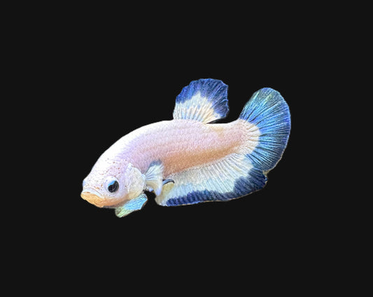 Plakat Platinum Blue Rim Male Betta - M023