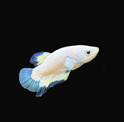 Plakat Platinum Blue Rim Male Betta - M023