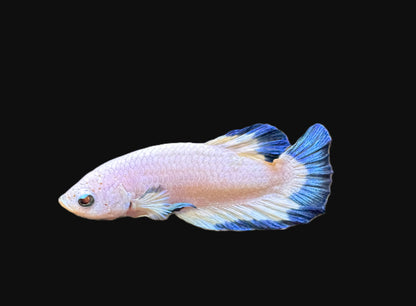 Plakat Platinum Blue Rim Male Betta - M023