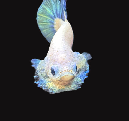 Plakat Platinum Blue Rim Male Betta - M025