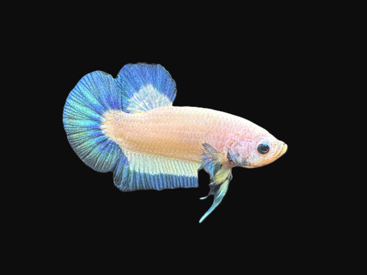 Plakat Platinum Blue Rim Male Betta - M026