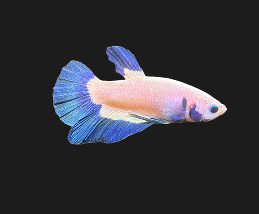 Plakat Platinum Blue Rim Male Betta - M027