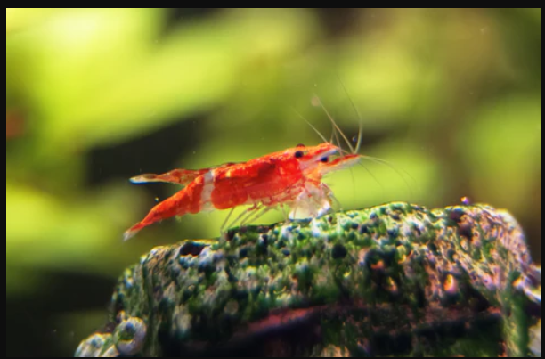 Cherry Shrimp (5 Pack)