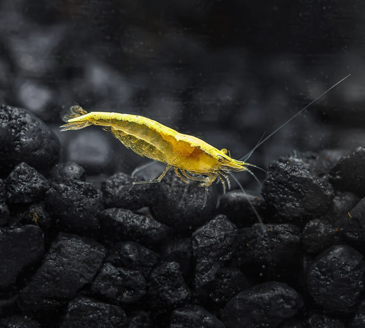 Neon Yellow Shrimp (5 pack)