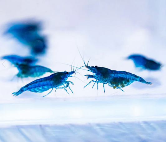 Blue Velvet Shrimp (5 pack)