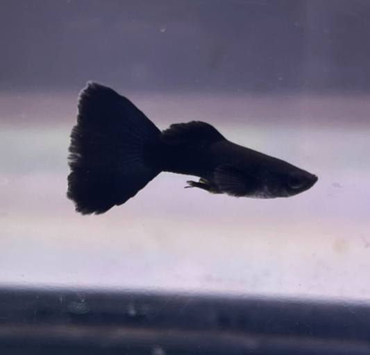 Black Moscow Guppy