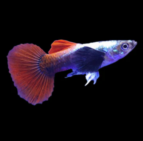 Platinum Redtail Dumbo Ear Guppy