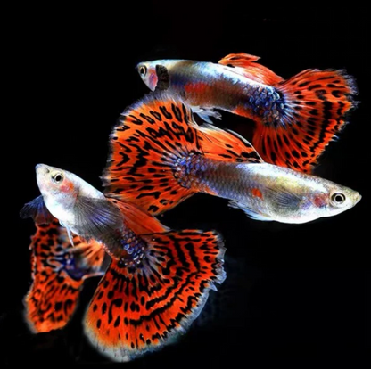 Red Metal Snakeskin Guppy