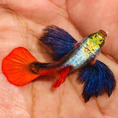 Platinum Redtail Dumbo Ear Guppy