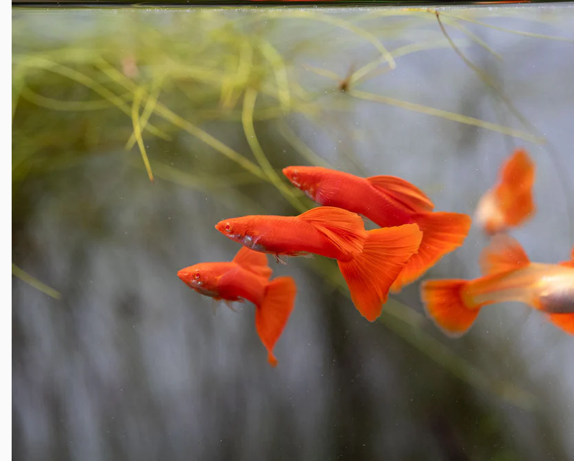 Albino Full Red Guppy(out of stock)