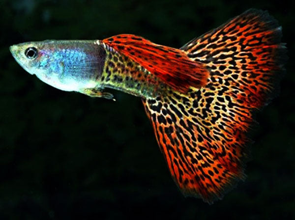 Red Metal Snakeskin Guppy