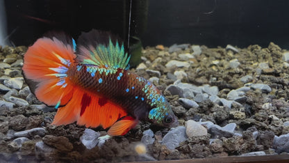 Avatar Orange Plakat Male Betta - M015