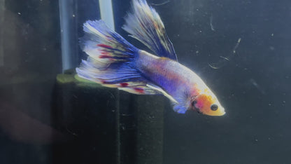 Blue Copperhead Halfmoon Male Betta - M012