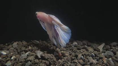 Halfmoon Rose Tail Male Betta - M001