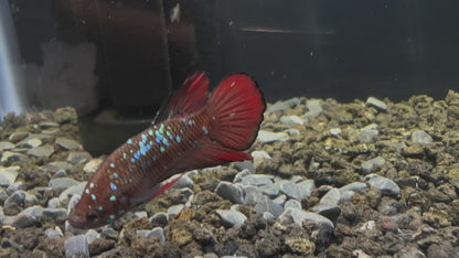 Avatar Red Plakat Male Betta - M016