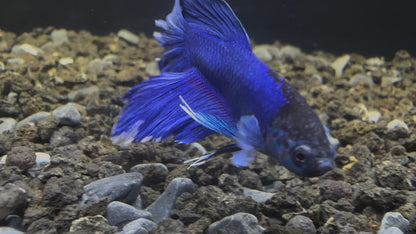 Blue Halfmoon Male Betta - M018